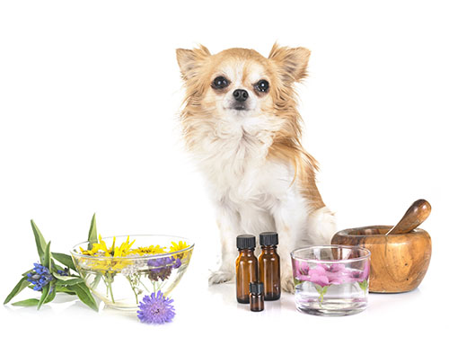 Natural Supplements for Pets